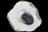 Bargain, Cornuproetus Trilobite Fossil - Morocco #105972-1